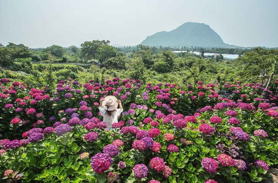 2025 마노르블랑 수국축제 기본정보