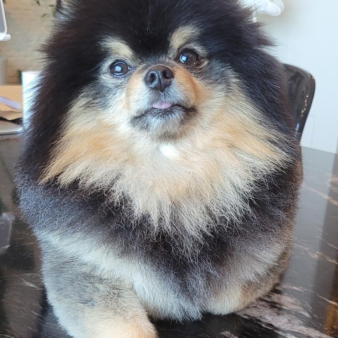 뷔 반려견 연탄이