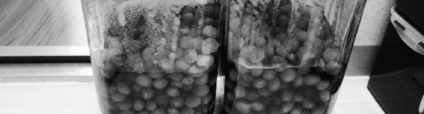 개복숭아 효소 만드는법: 개복숭아 10kg, 황설탕 10kg 준비