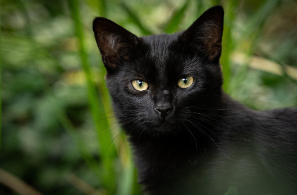 비만 고양이 관리법 관련 사진