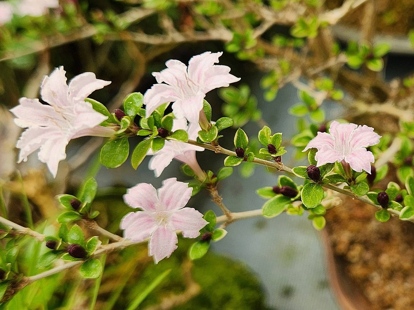 백정화