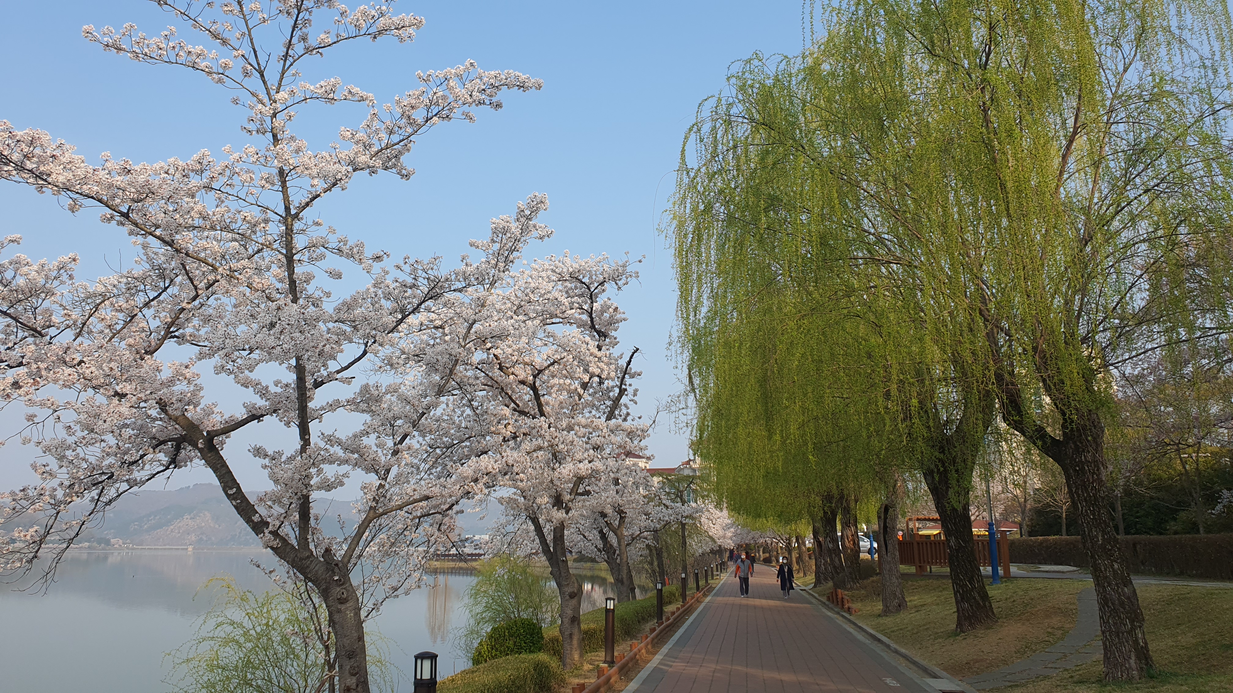 경주 보문관광단지 벚꽃
