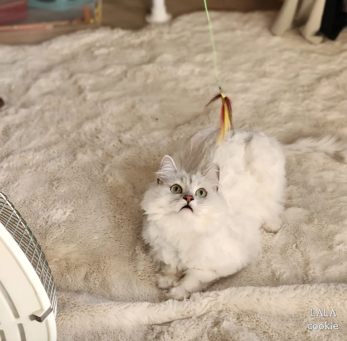 고양이가-놀아달라고-하는-신호-앉은-상태로-장난감을-보는-고양이