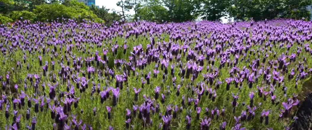 5월에 꼭 가봐야 할 적국 봄꽃 명소
