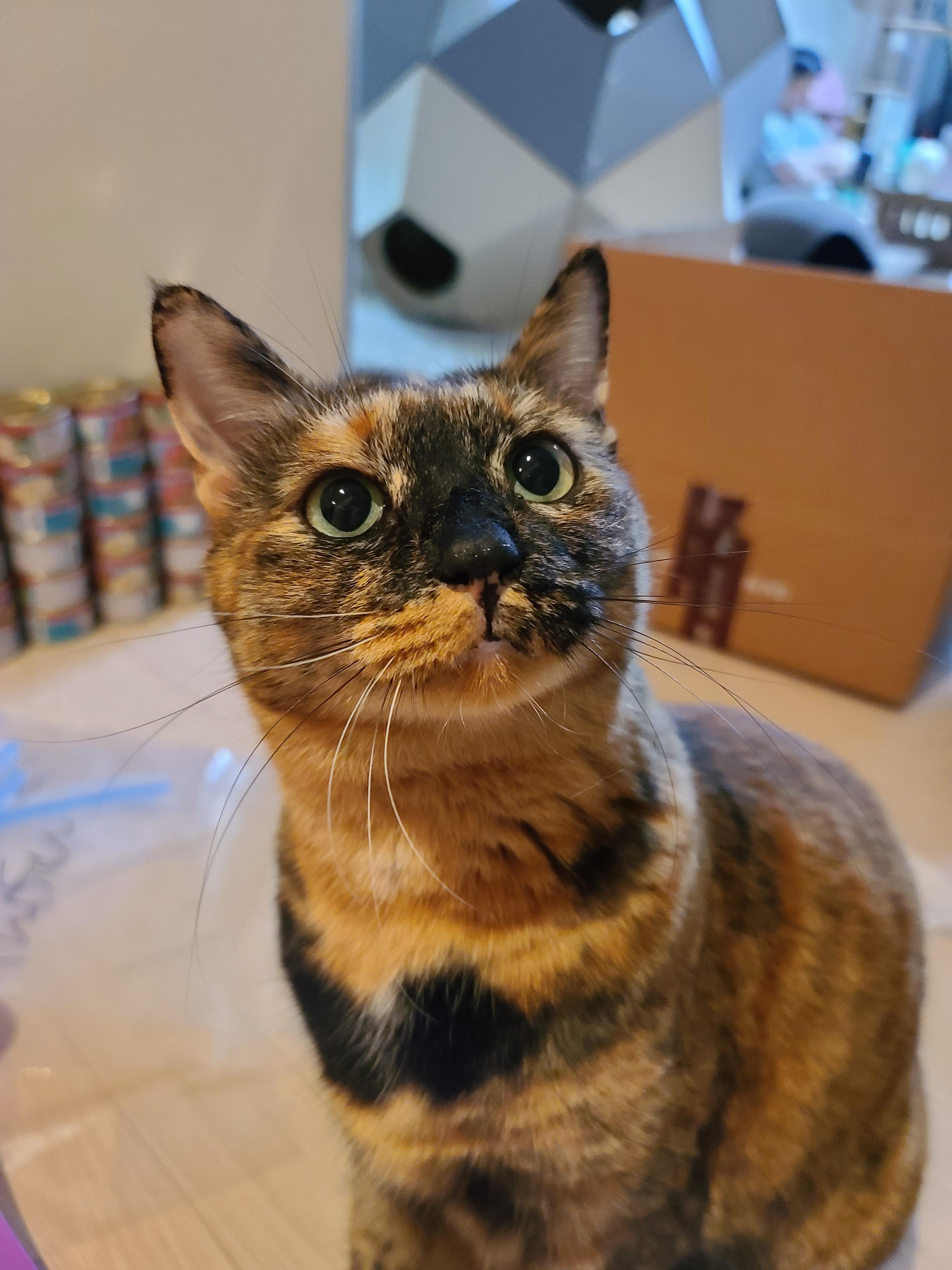 '기다려' 하는 먹보 고양이. 카오스 소심냥 사랑이.