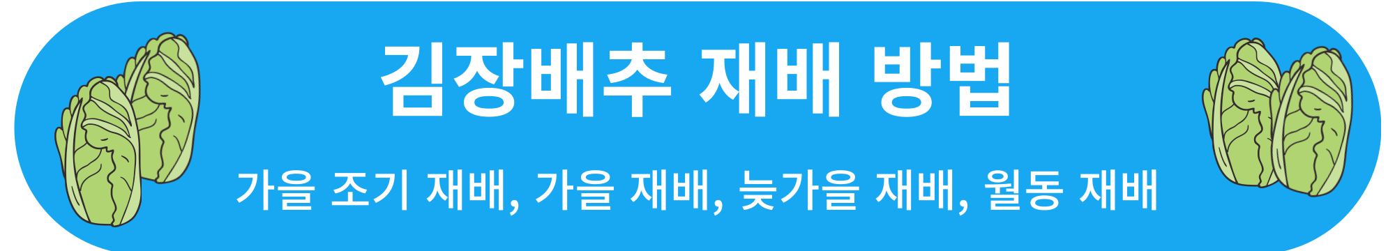김장배추 재배 방법