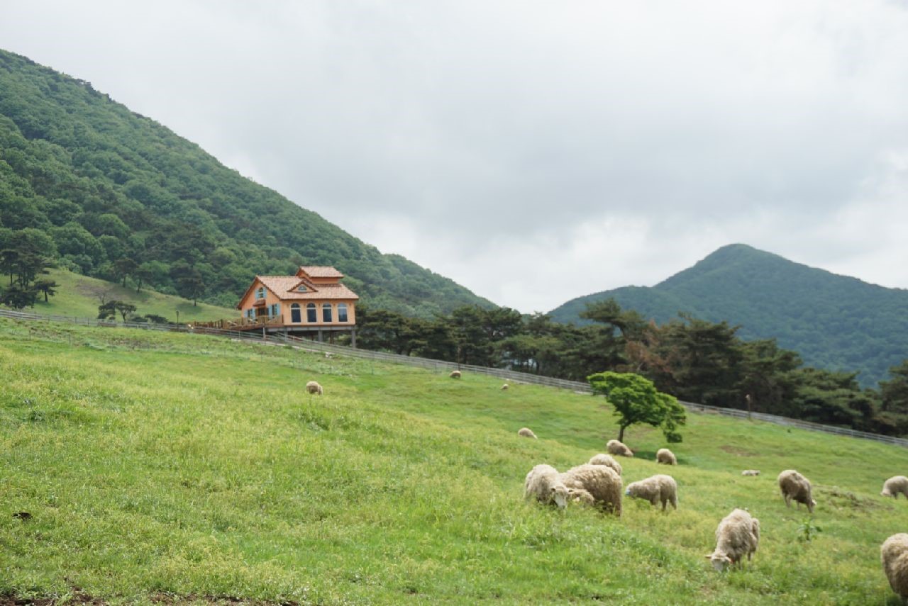 무등산 양떼목장