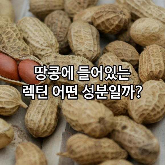 땅콩에 들어있는 렉틴 어떤 성분인가?