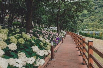 진주 월아산 수국축제