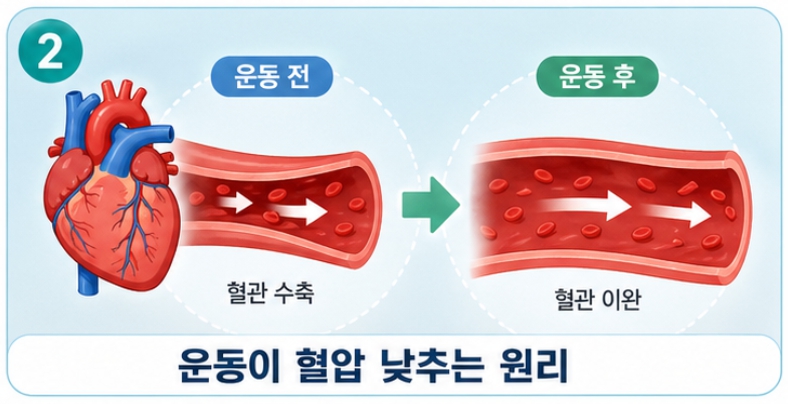 운동이 혈압을 낮추는 기본 메커니즘