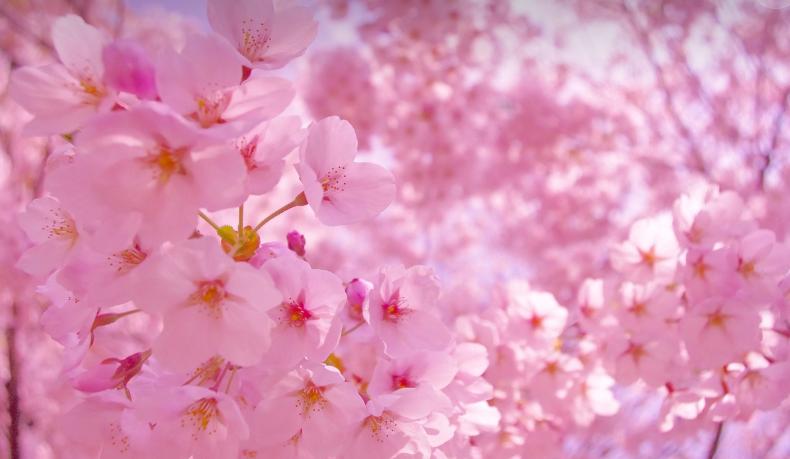 사쿠라 꽃 사진