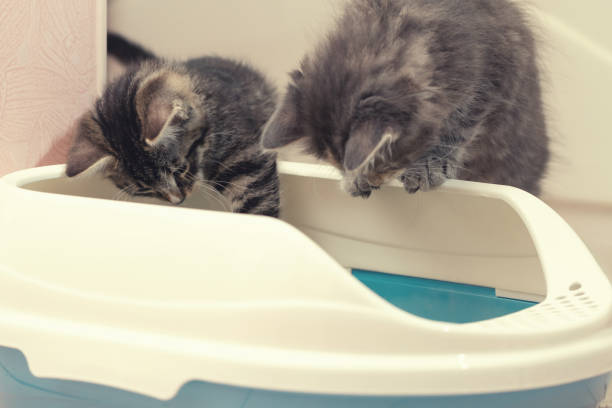 고양이 화장실 위치 선정 방법