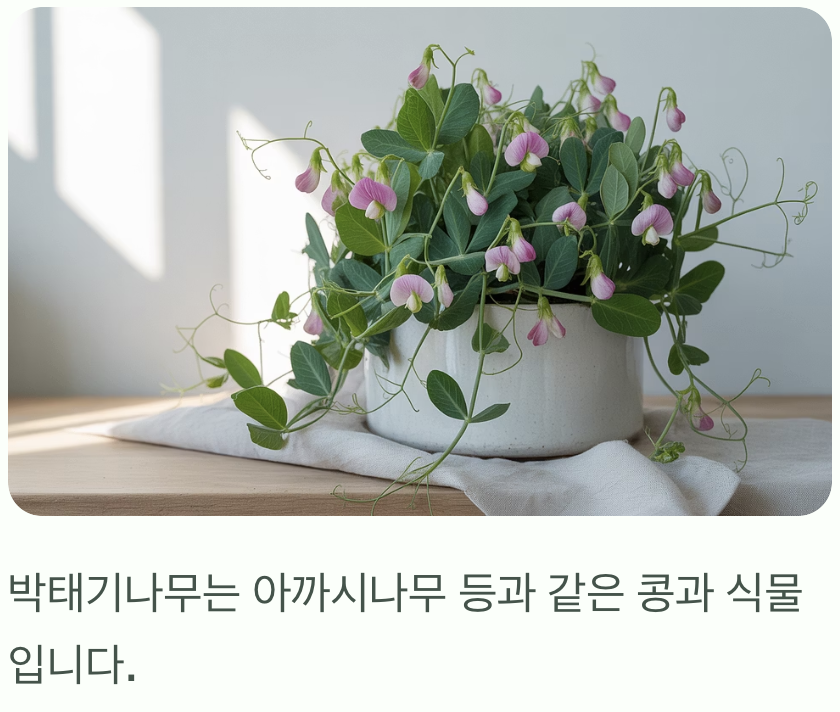 콩과 식물의 반전 매력