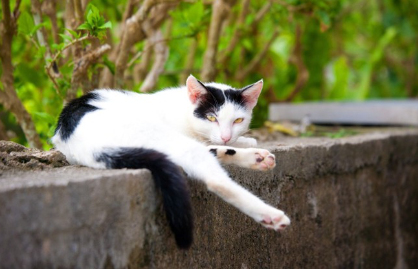 한쪽 다리가 뻗어 있는 고양이.