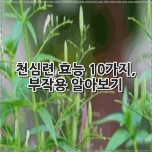 천심련 효능 10가지, 부작용 정리