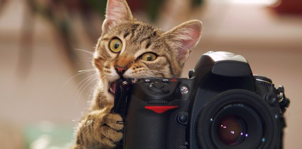 카메라를 물어뜯는 고양이.