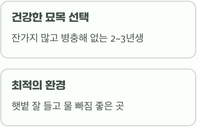 향신료의 왕, 그 첫걸음