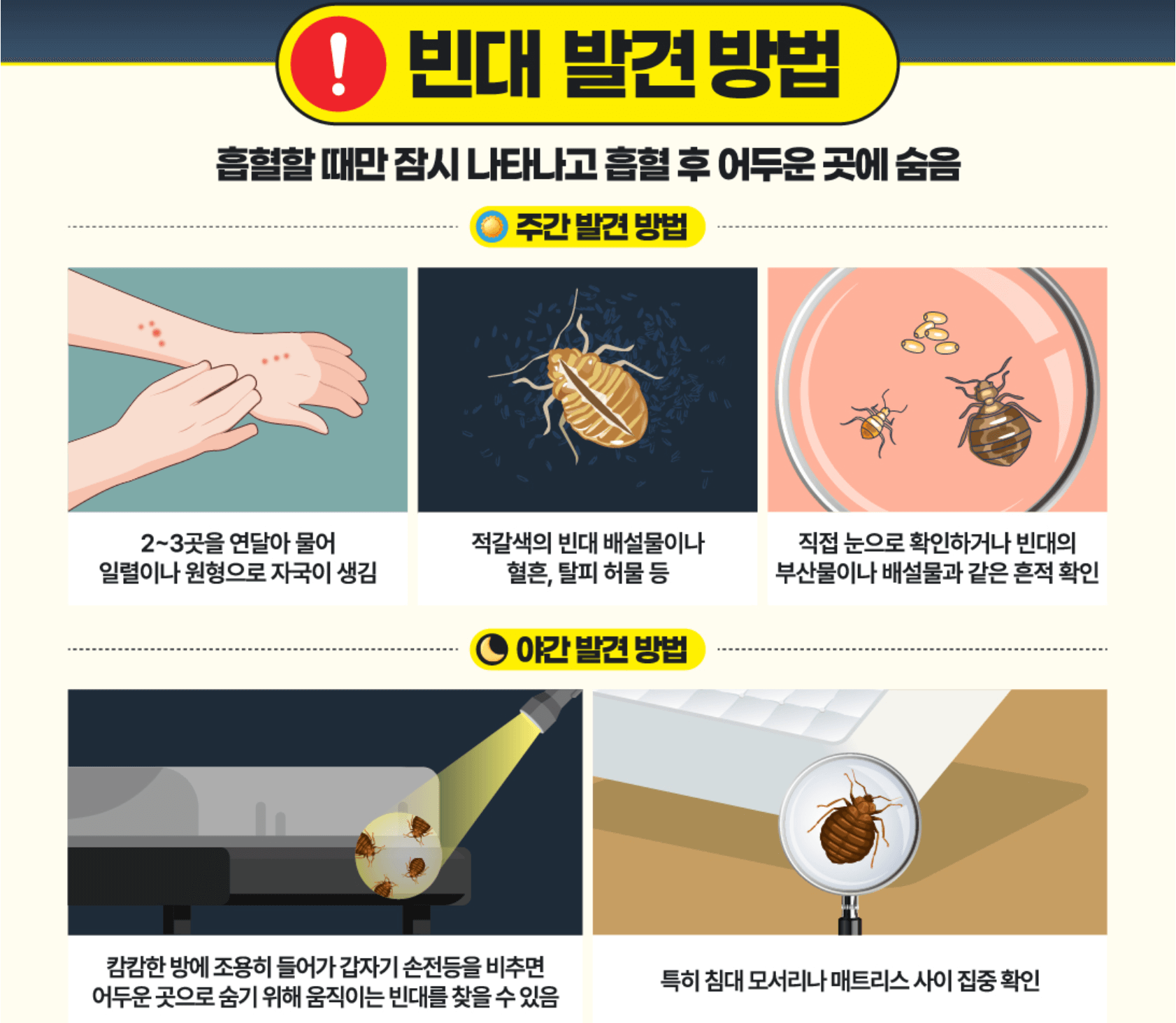 빈대-발견-방법-확인하기