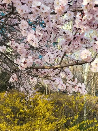 벚꽃 만개시기 2025 숨겨진 명소 베스트3_6