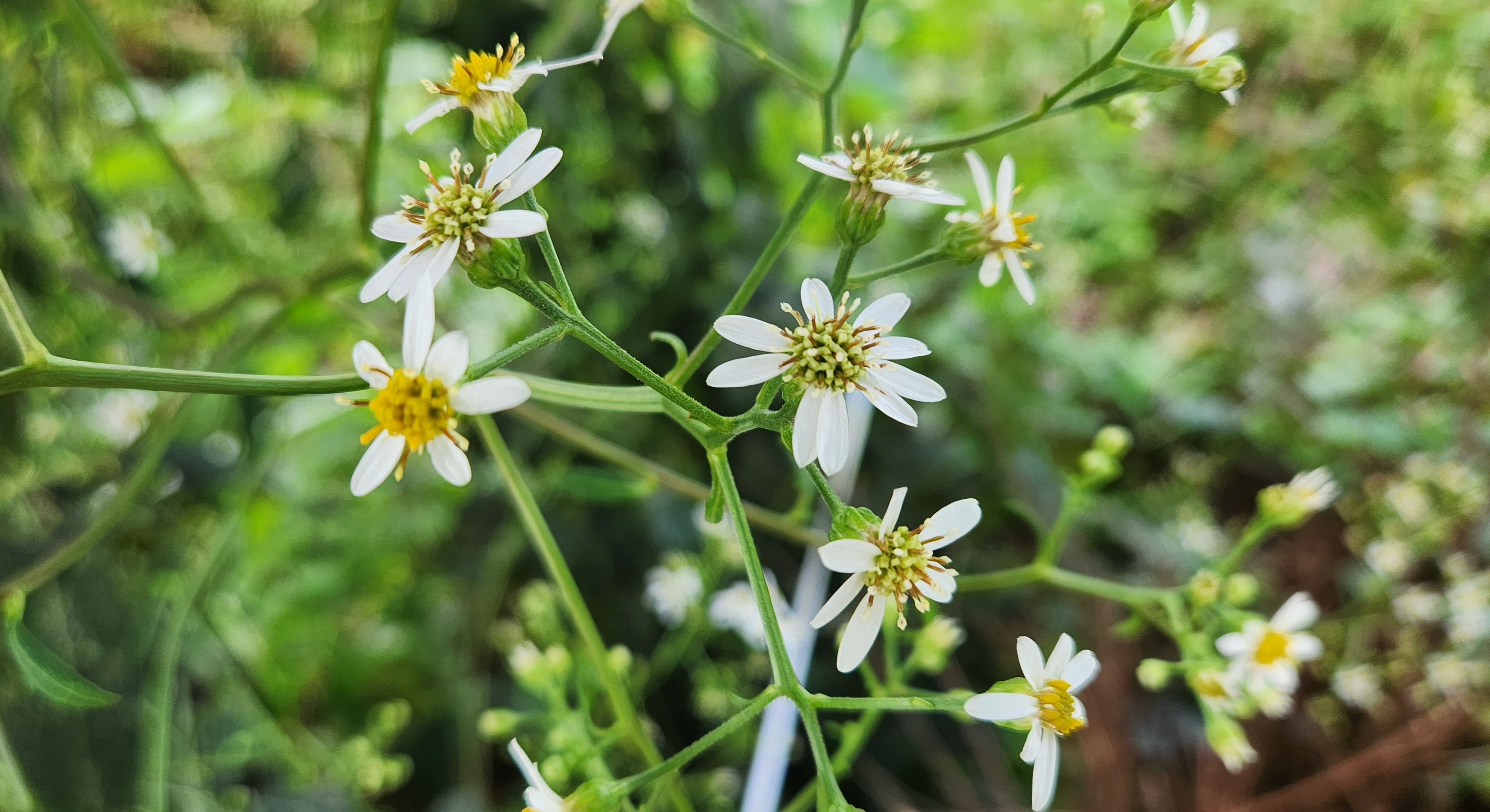 더덕꽃은 생각보다 작고 수수해서
멀리서 보면 그냥 풀꽃처럼 보이는데,
이렇게 가까이 찍으면
👉 &ldquo;약초의 꽃&rdquo; 특유의 단정함이 딱 드러나요.