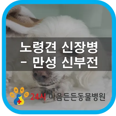 노령견 신부전2기 자연식 화식 레시피 건강식_3