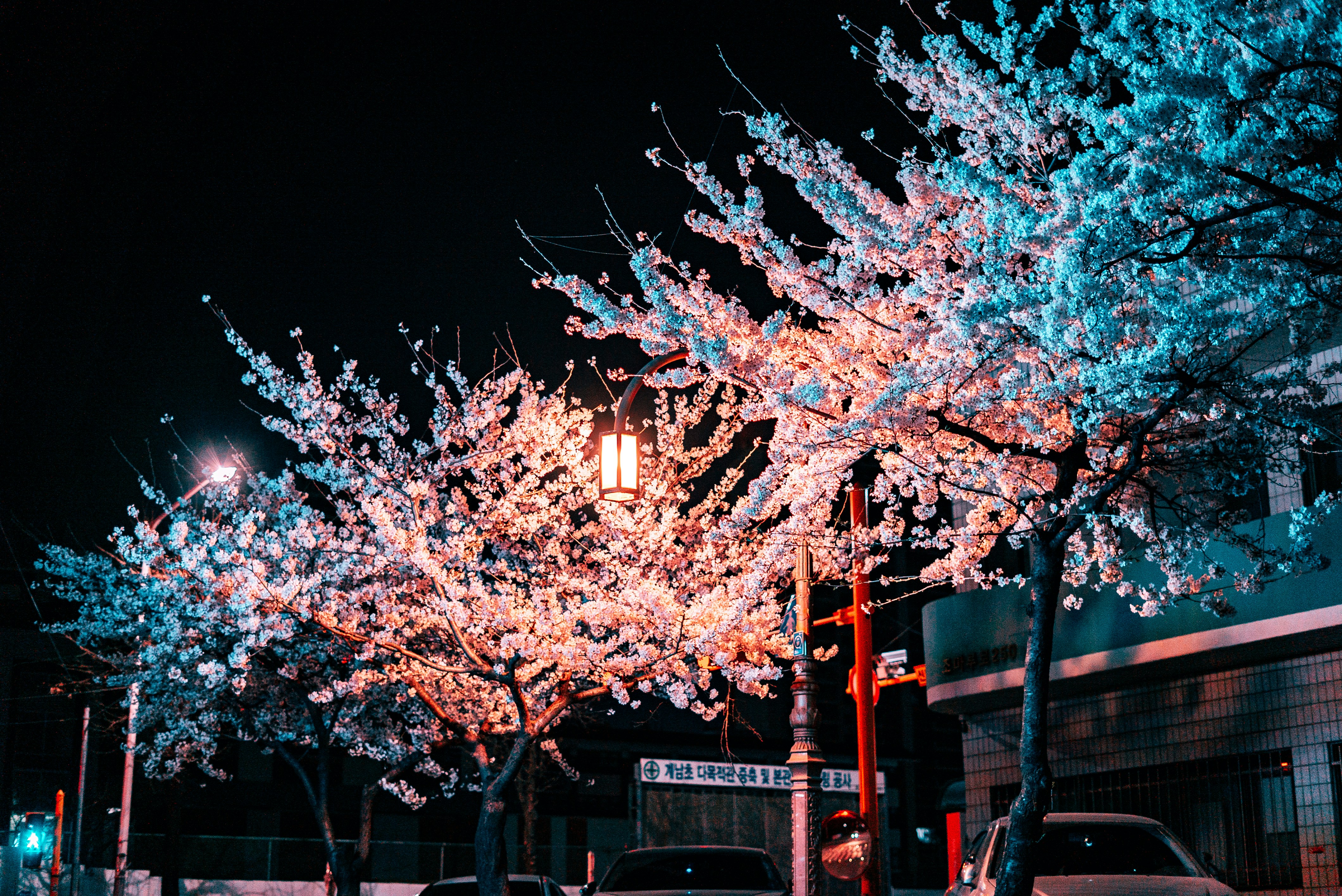 벚꽃 사진