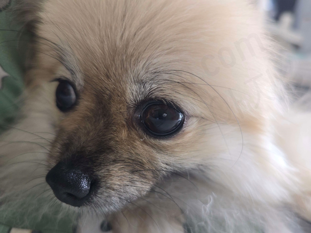 눈에 이물질이 들어간 강아지