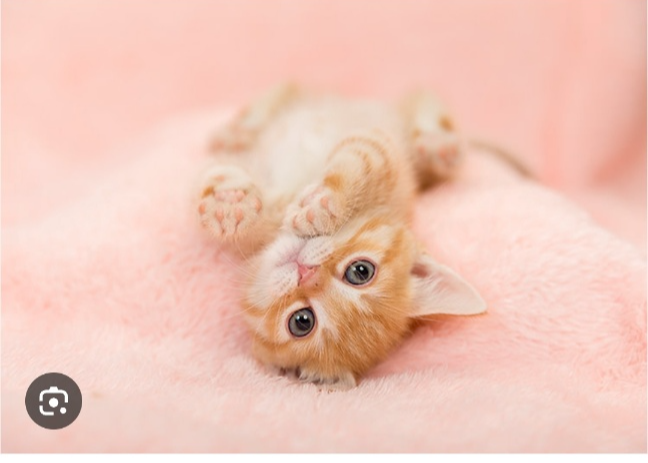 고양이 수명 줄이는 5가지 행동(수분부족,치아관리,비만관리,스트레스방치,건강검진미루기)