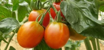 토마토 재배 지지대 설치 적심 유인 관리_11