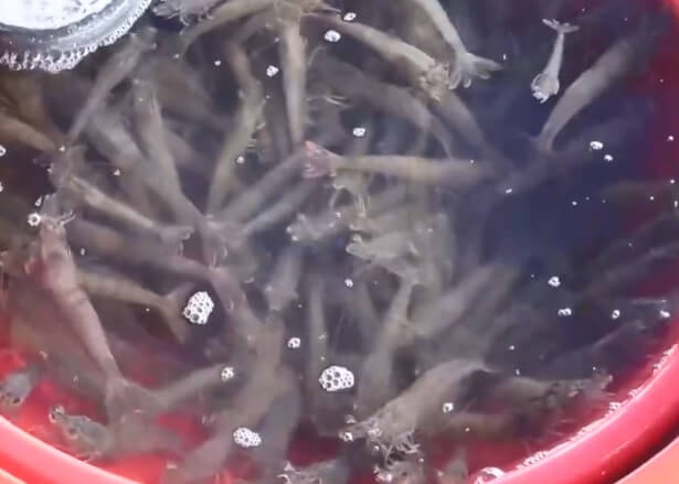 오늘N 수상한 가족 영광 설도항 새우젓 판매 신성호 주문방법