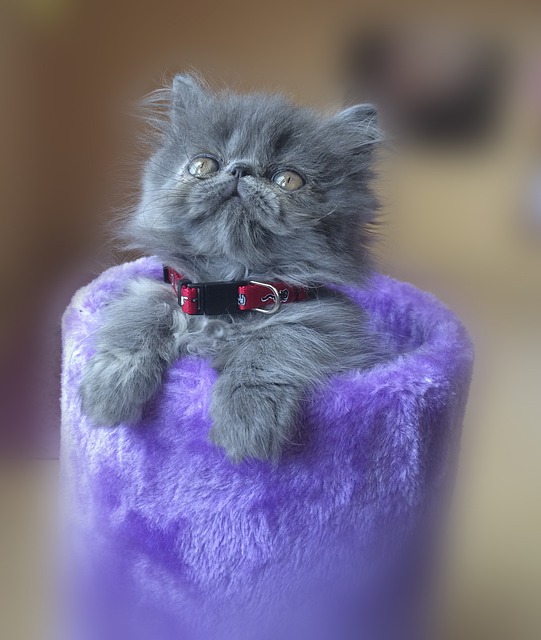 나르시즘에 빠진 페르시안 고양이