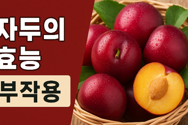 자두의 효능