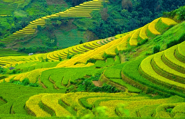 산에 있는 계단식 밭이 가득하다. 푸른색과 연두색 밭이다.