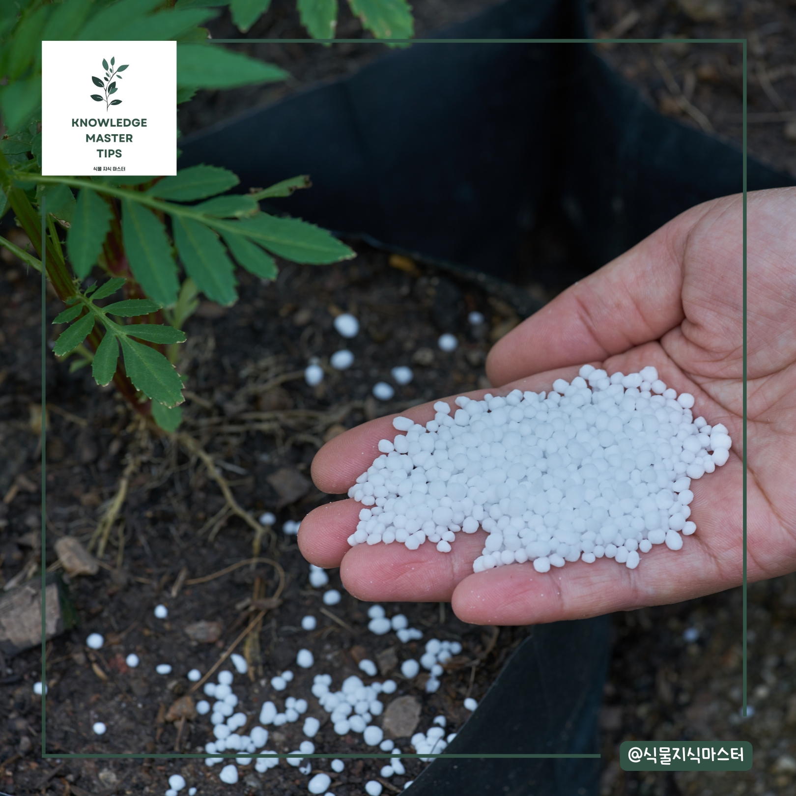 영양 부족: 식물도 밥을 먹어야 자라요