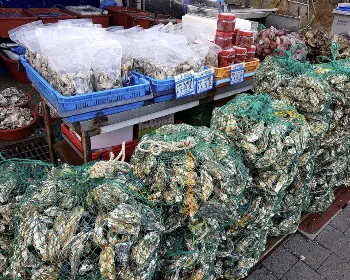 천북 굴 단지, 굴 축제_17