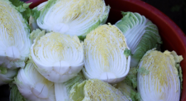 절임배추-사진9