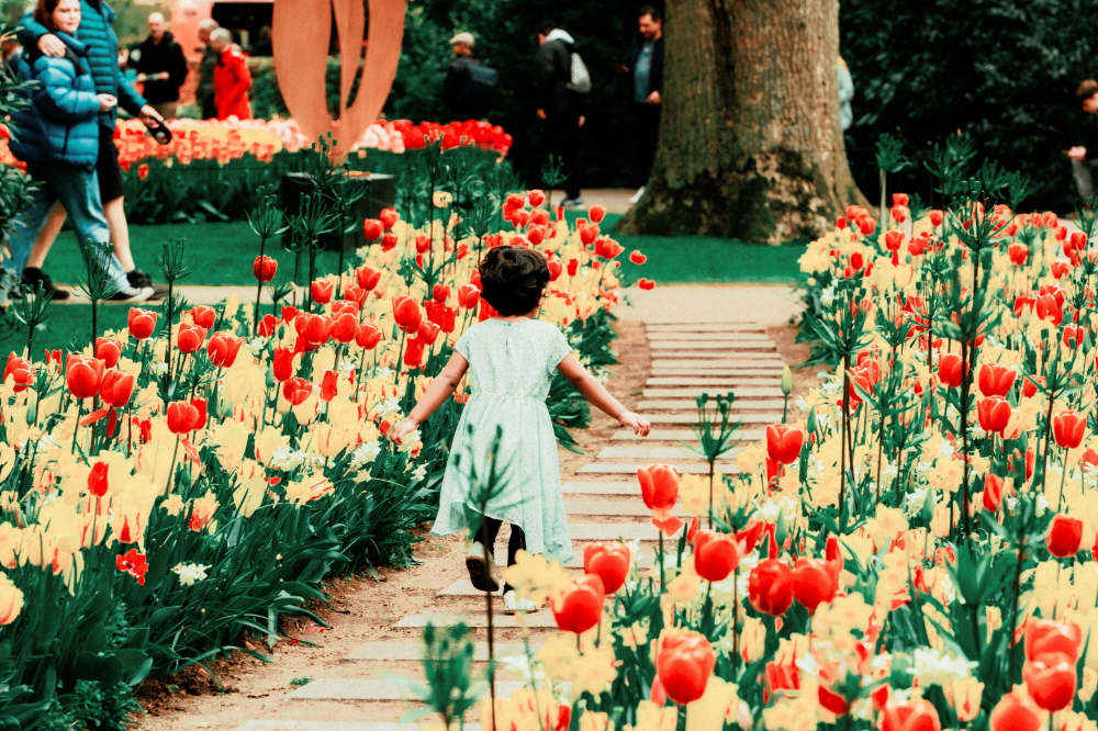 네덜란드 튤립축제