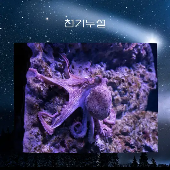 문어 잡는 꿈