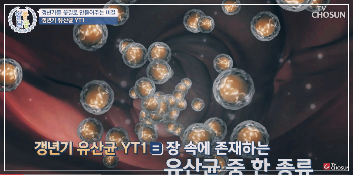 갱년기유산균-YT1-장내사진