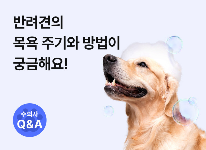 강아지 여행 후 발을 씻기고 휴식을 취하는 모습