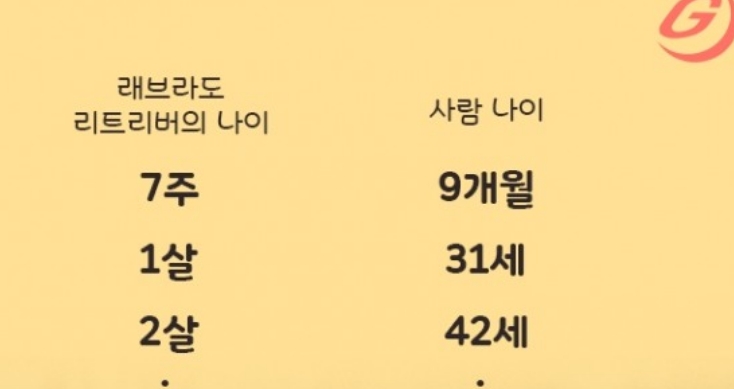 강아지 나이 변환 예시