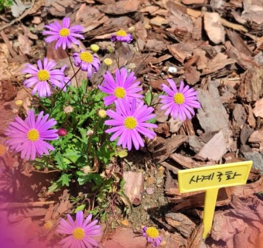 사계국화 : 작은 꽃으로 정원에 사계를 피우다