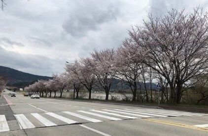계룡대 벚꽃길