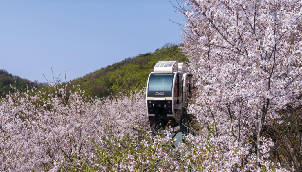 화담숲 벗꽃 예약