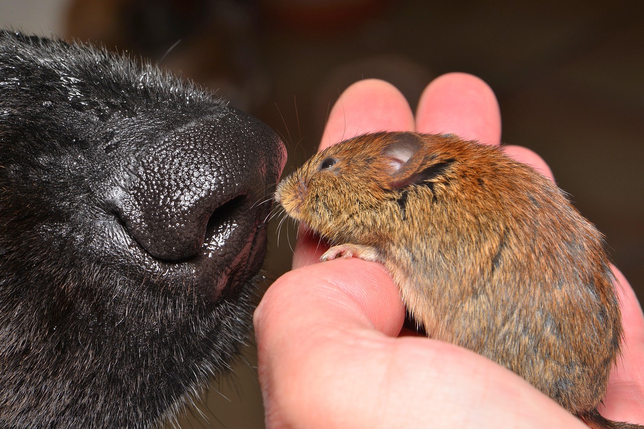 애완용 쥐 데구 degu 반려동물