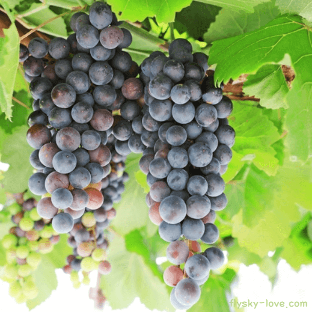 머루 고르는 법