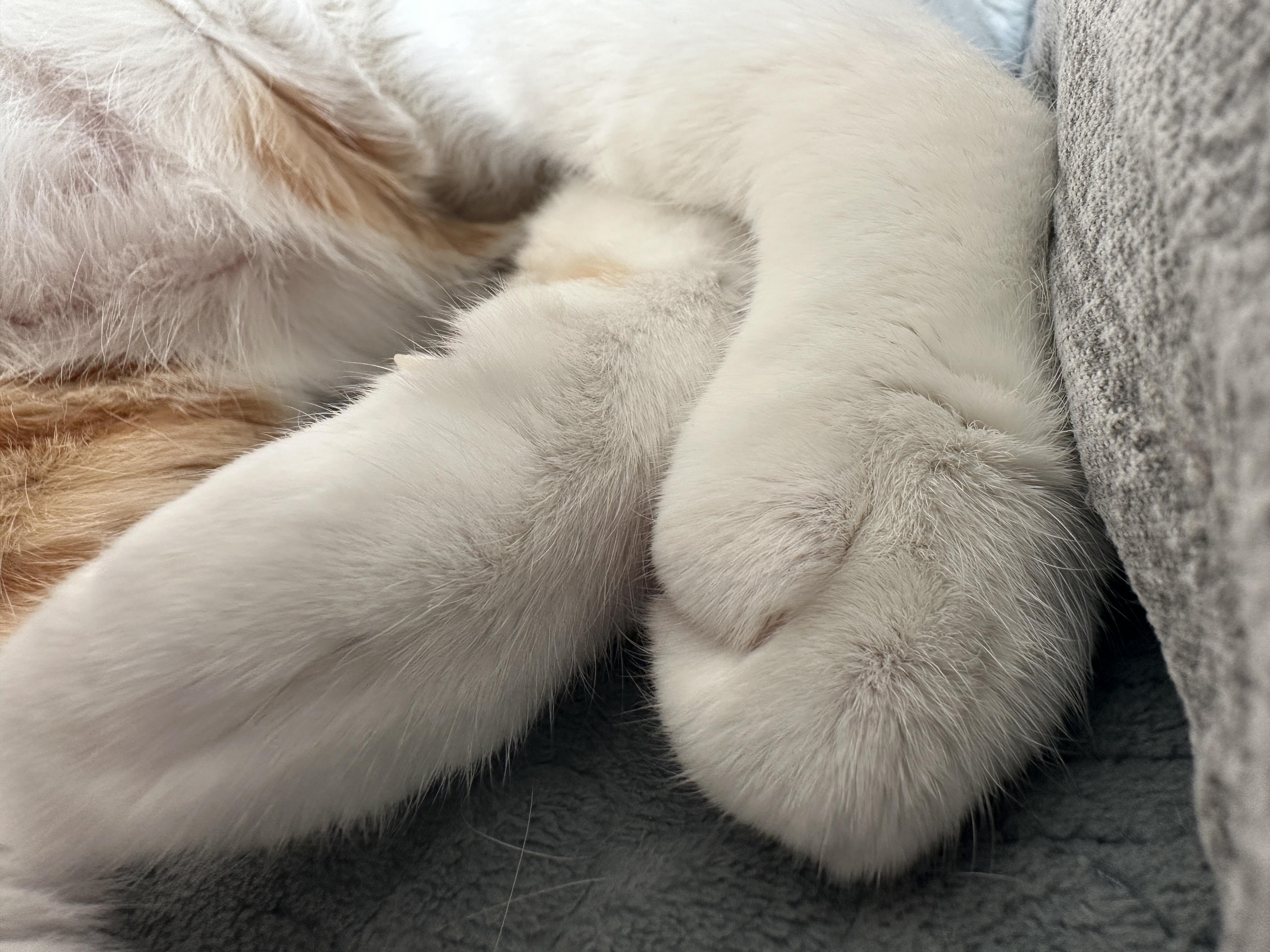 베개 베고 집사랑 마주 보고 자던 막둥이 눈뜨자마자 애교(feat.내 머리맡에 건이)