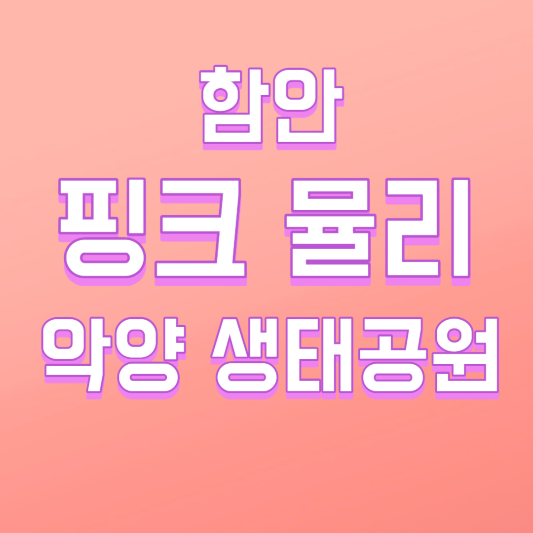 함안 악양생태공원 핑크뮬리