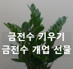 금전수 돈나무 재물 번영