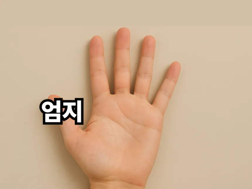 손가락 이름